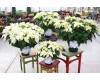 White Poinsettia